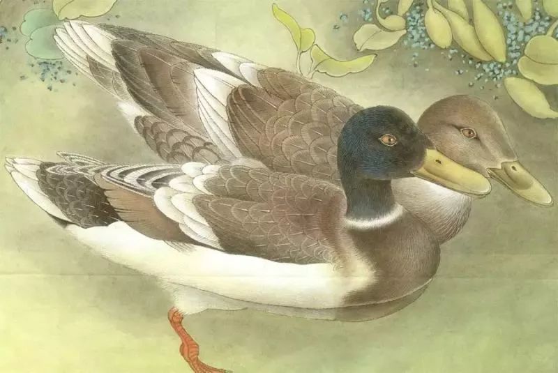 工笔画鸭子的画法图片图片