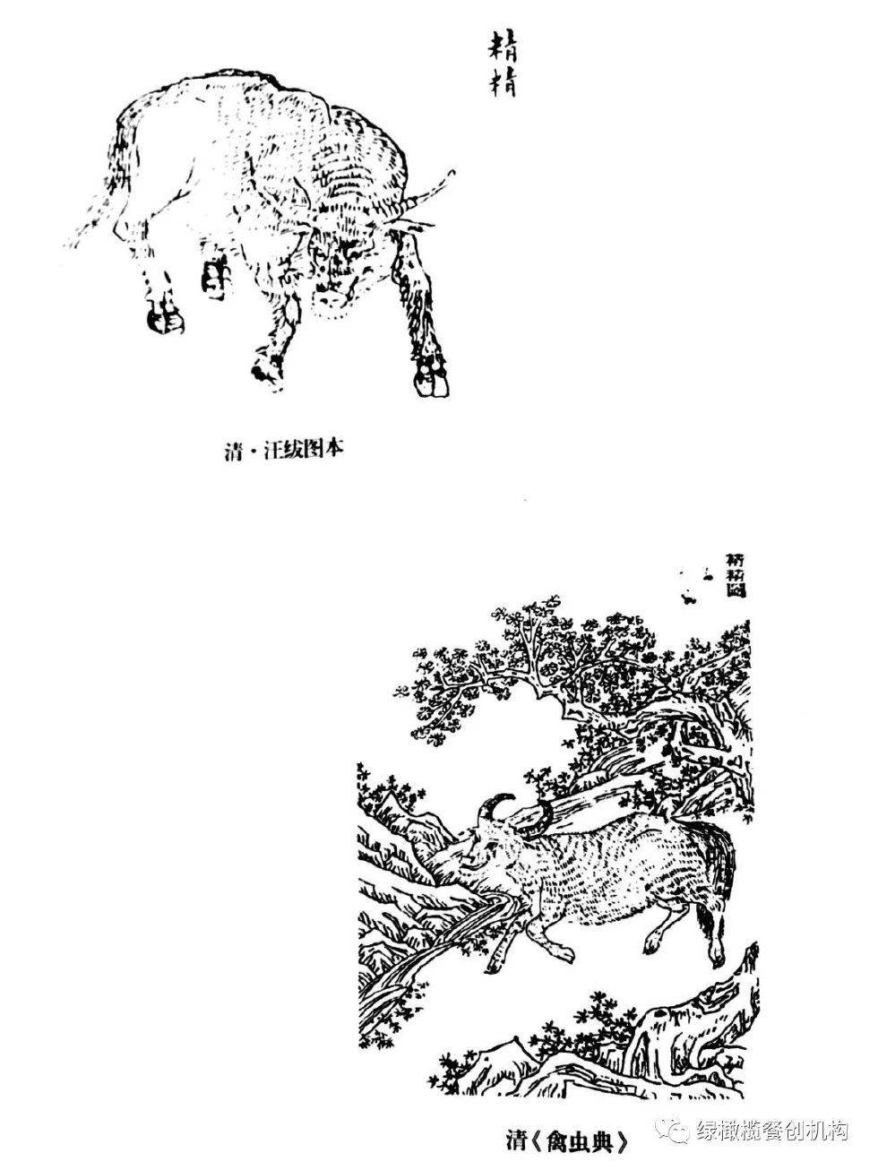 精精你還記的古藤林中的徒弟景天嗎