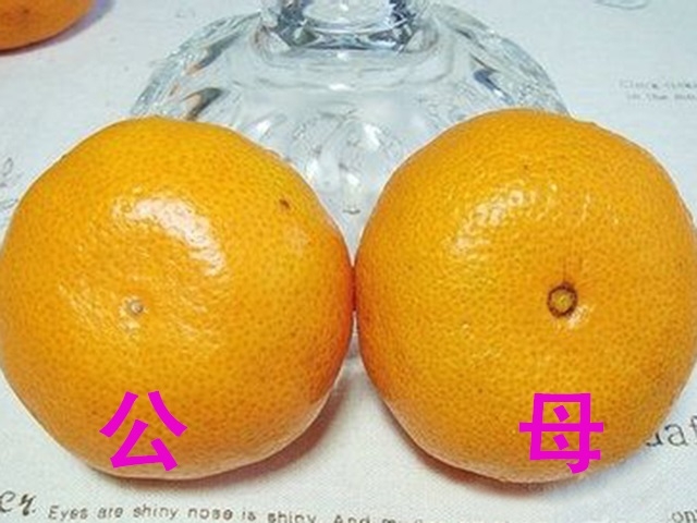 橙子公母鉴别图片图片