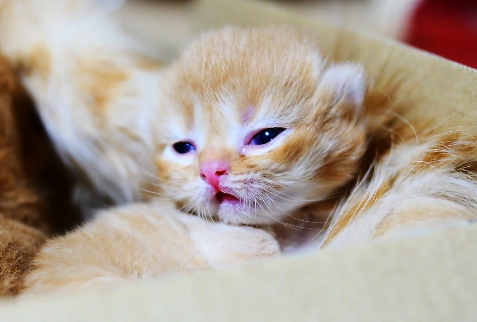 可爱的小奶猫长得像小毛球一样好可爱啊