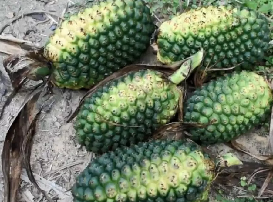 农村这种常见的野菠萝浑身是宝据说熟的很好吃你吃过没