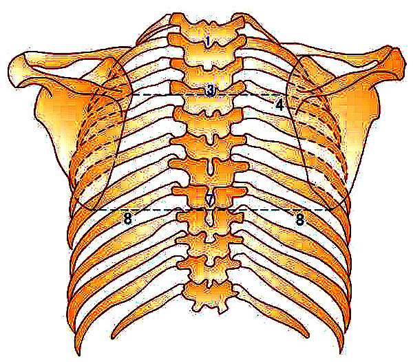 第三胸椎棘突怎么找图片