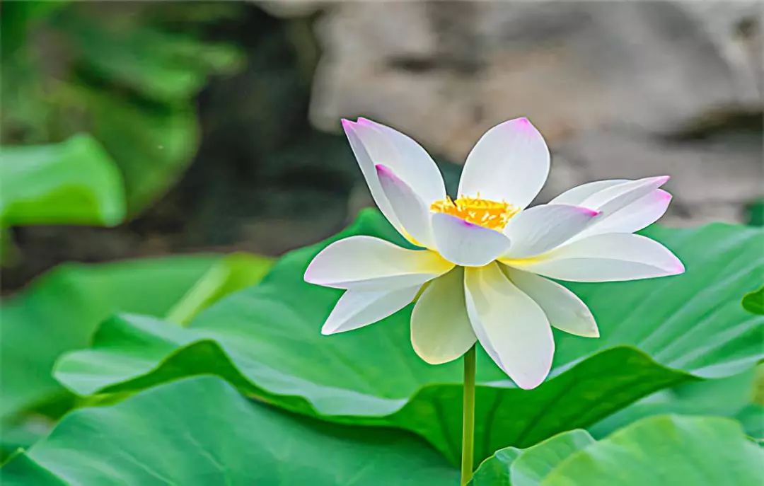 先苦後甜的四大生肖,10月前如條蟲,10月後似條龍,財氣賺不停!