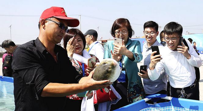 【曹妃甸國際河豚節來了】歡迎來十里海河豚小鎮品河豚(組圖)