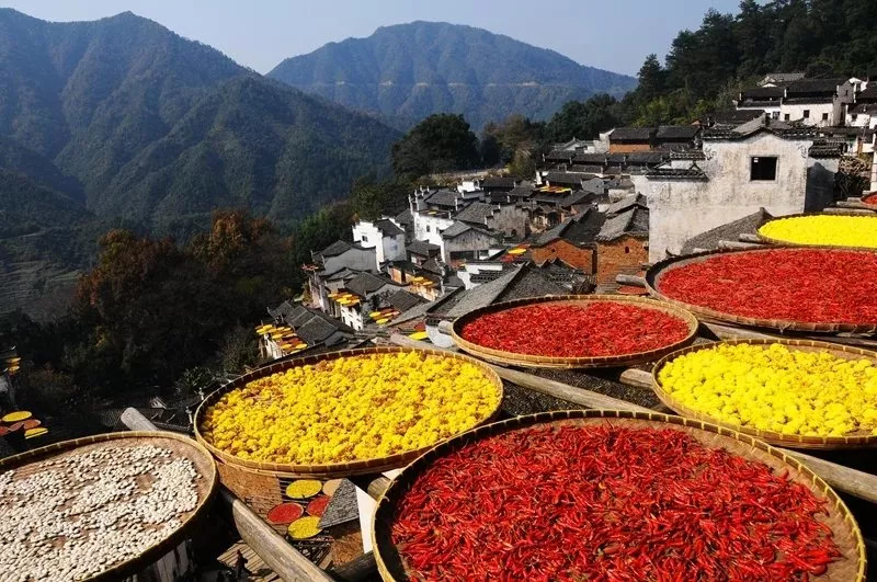 婺源黃山11171121婺源賞長溪最美紅葉觀古村篁嶺曬秋徽鄉古道