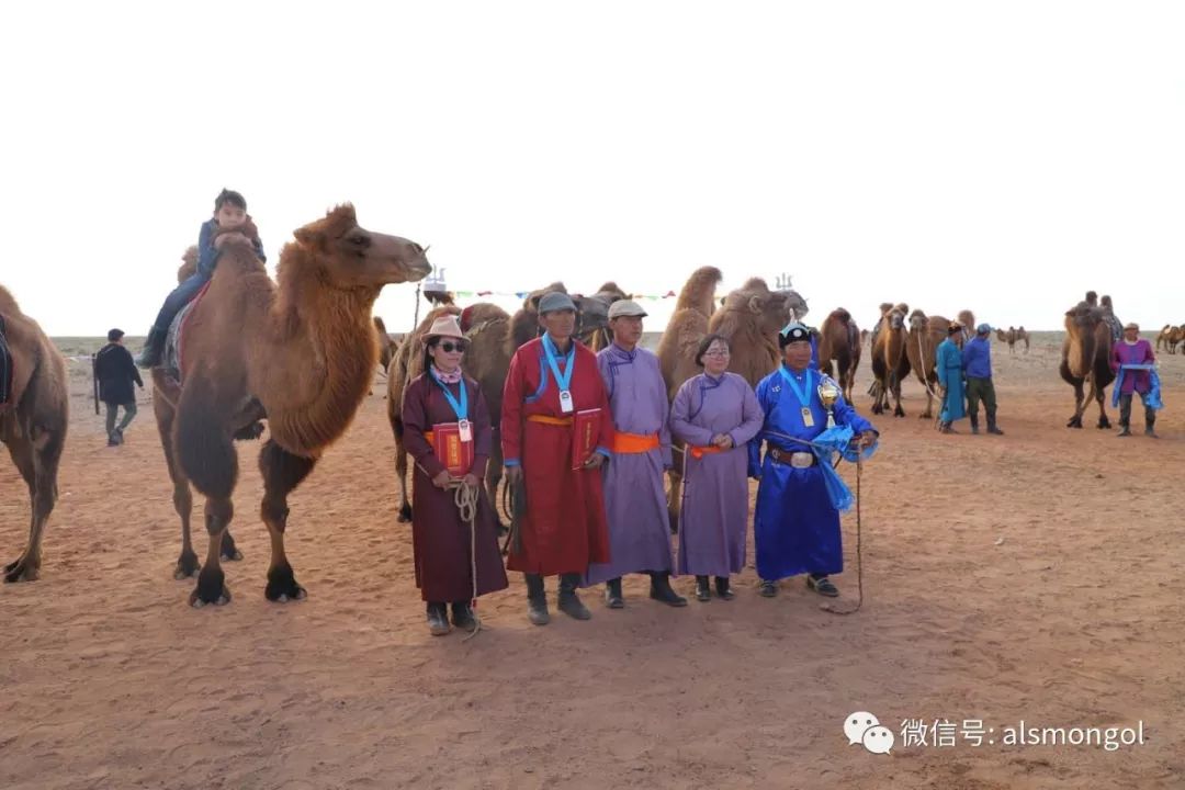 牧民特木尔举办骆驼文化那达慕庆祝国庆节