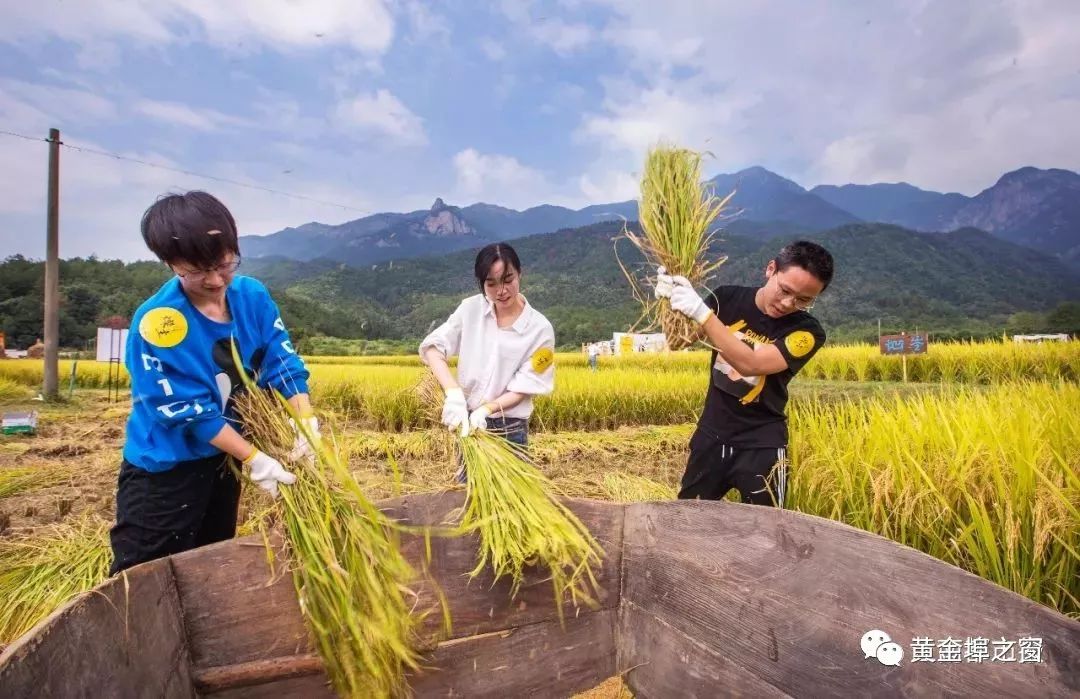 这样先进 没有机器帮忙的那些年 父母都是弯腰趴背用"镰刀"割稻谷