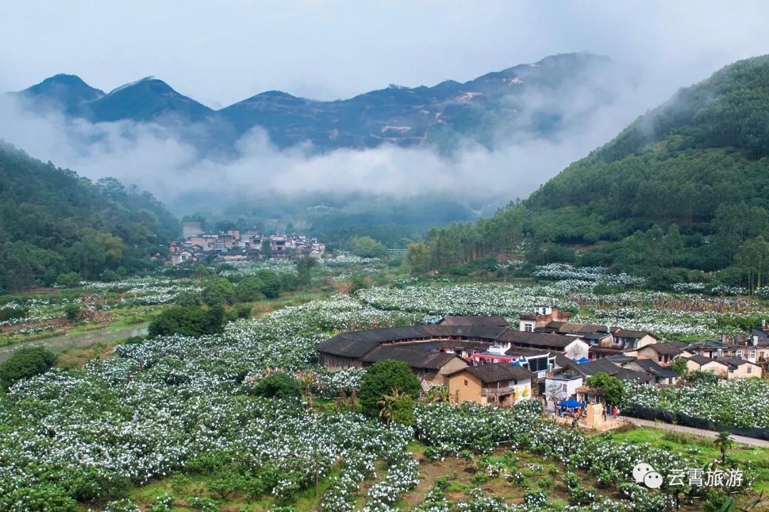 云霄宝树村规划图图片