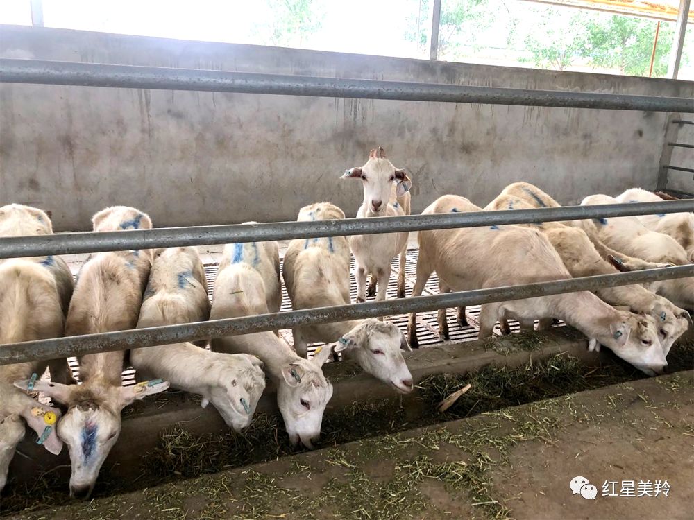 富平县奶山羊良种改良工程启动首批进口羊入驻红星美羚良种繁育基地