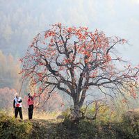 故事永遠是記憶中最溫暖的底色最念那一抹柿子紅喲枝條兒都弓起了腰