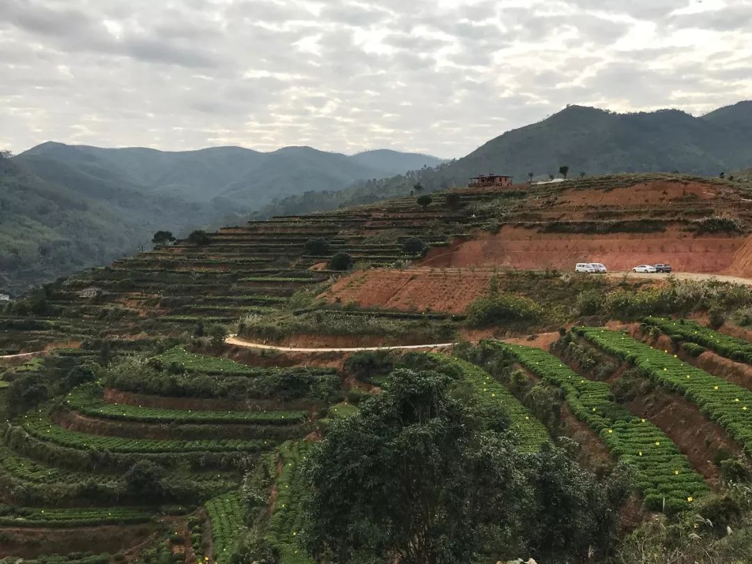 《礤岭富硒茶叶产业园美景-刘庭宾《暮-沈义燕《玲珑塔影伴