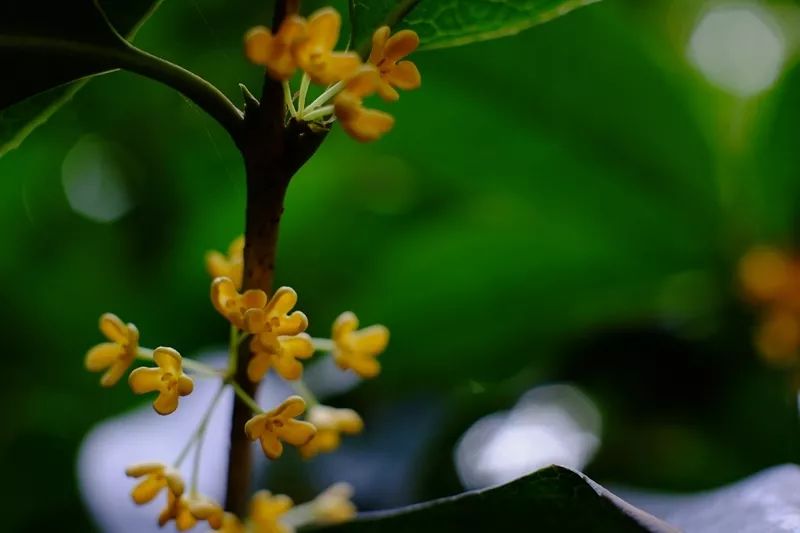 不像是人间种的,桂花馥郁的香气,诗词中咏颂(宋)杨万里《咏桂》