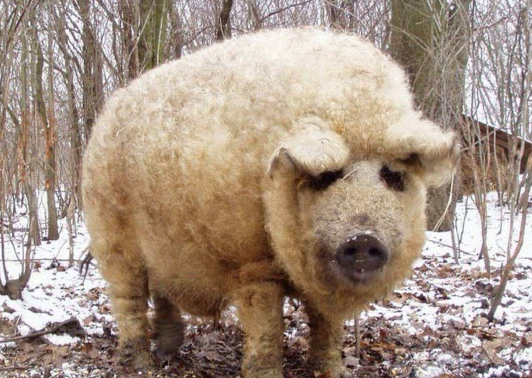 这种猪自带一身卷毛,酷似绵羊,专家称:这是好事!