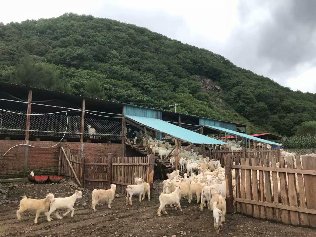 米飼養廠房一座,改建600平方米羊舍一座,新建200平方米開放式羊圈一座