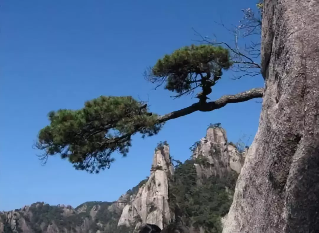 毛少真作品赏析云梦山岩松感怀