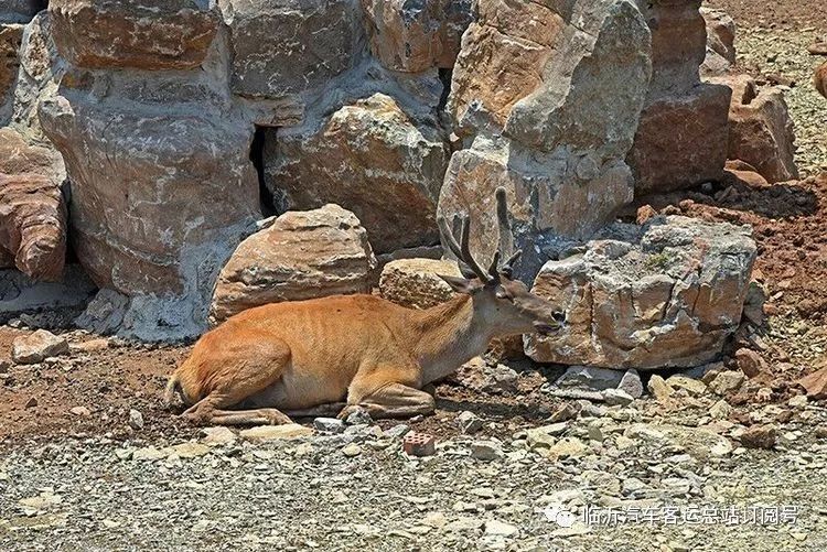 蘭陵寶山前野生動物園一日遊