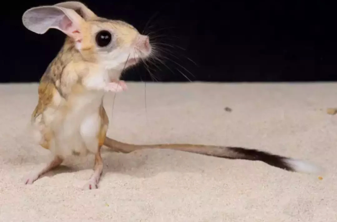 福懋动物医院沙漠真的是宝库吧不然怎么会有跳鼠这么可爱的小精灵