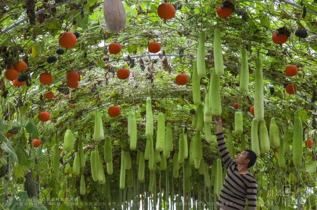 黔西石山上种出高效奇瓜