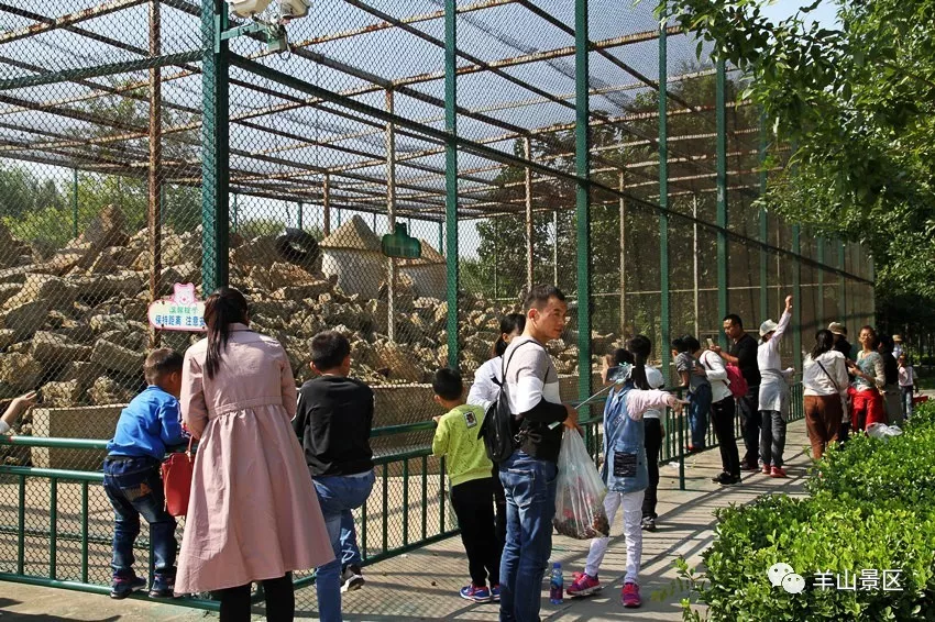 羊山野生動物園吸引眾多遊客軍博園兒童區吸引小遊客體驗組團體驗真人