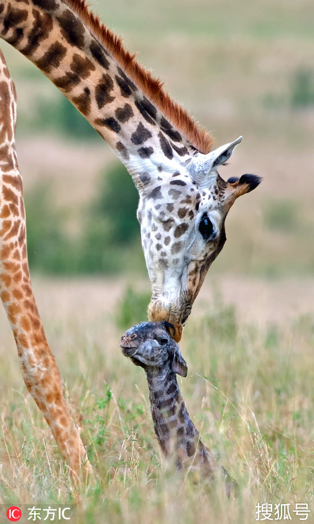 这就是母爱!肯尼亚长颈鹿妈妈低头亲吻新生宝宝