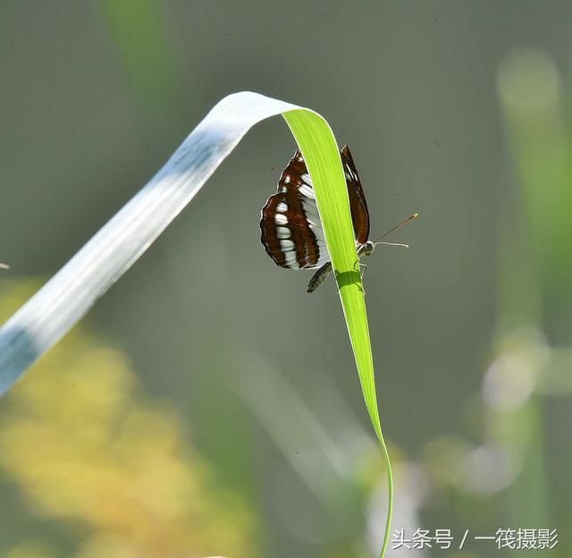 本目包括蛾,蝶兩類昆蟲.全世界已知約20萬種,中國已知約8000餘種.