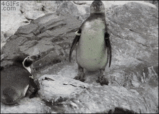 企鹅走路动态表情包图片