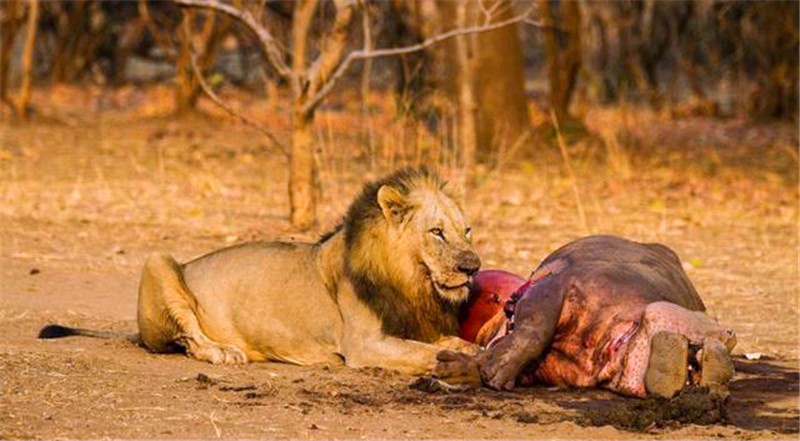 飢餓雄獅出來獵食偶然發現一隻死河馬立刻上前驅趕禿鷲猛吃