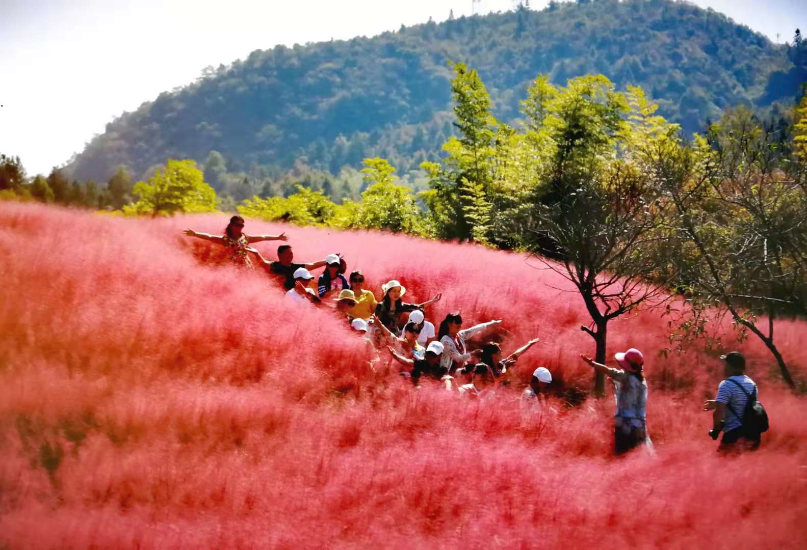 霍山花海旅游景点图片