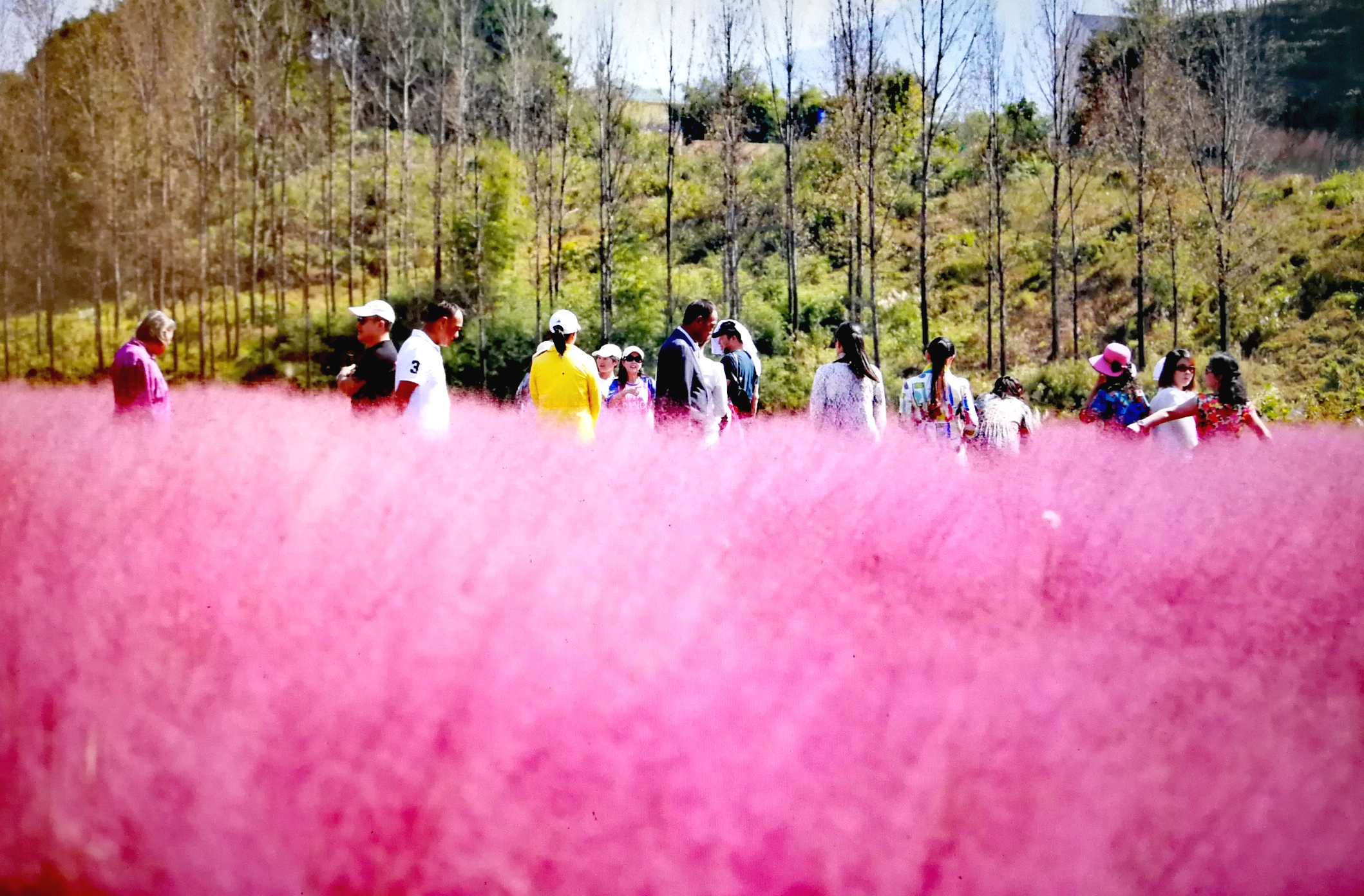 霍山花海旅游景点图片