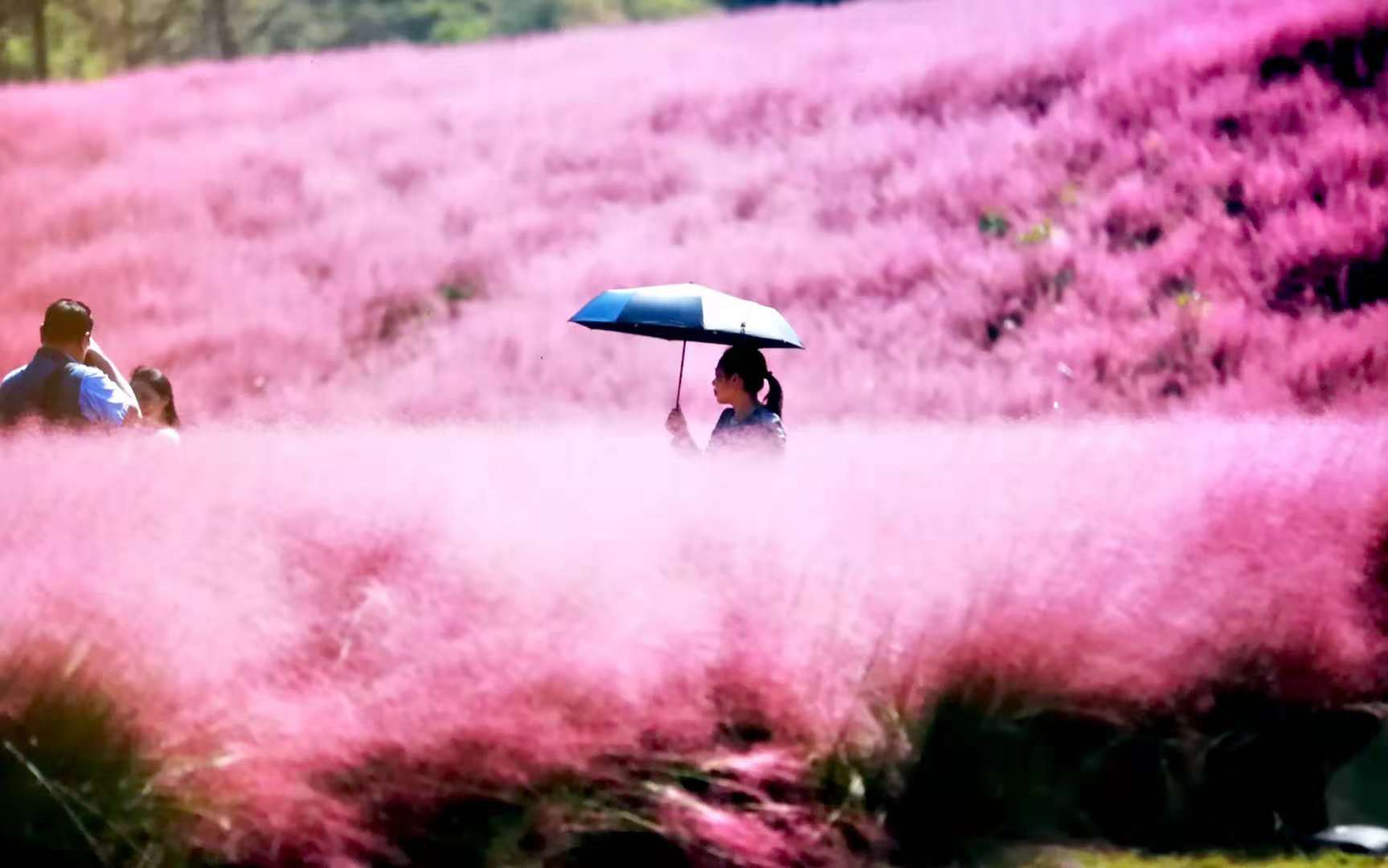 霍山花海旅游景点图片