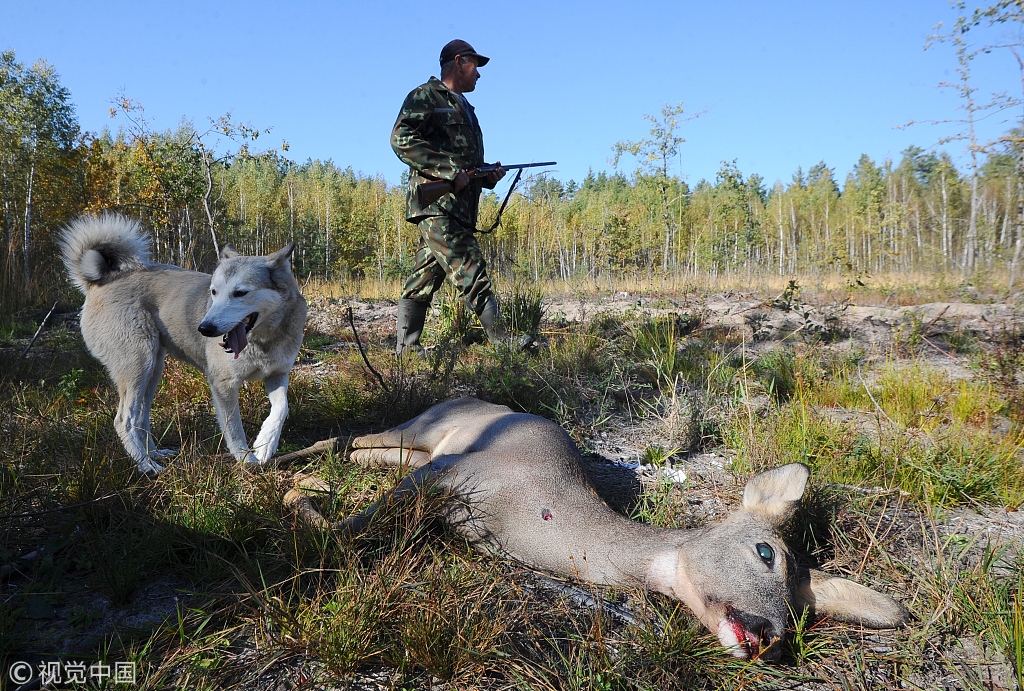 白俄罗斯进行野外狩猎活动 猎杀有蹄类动物