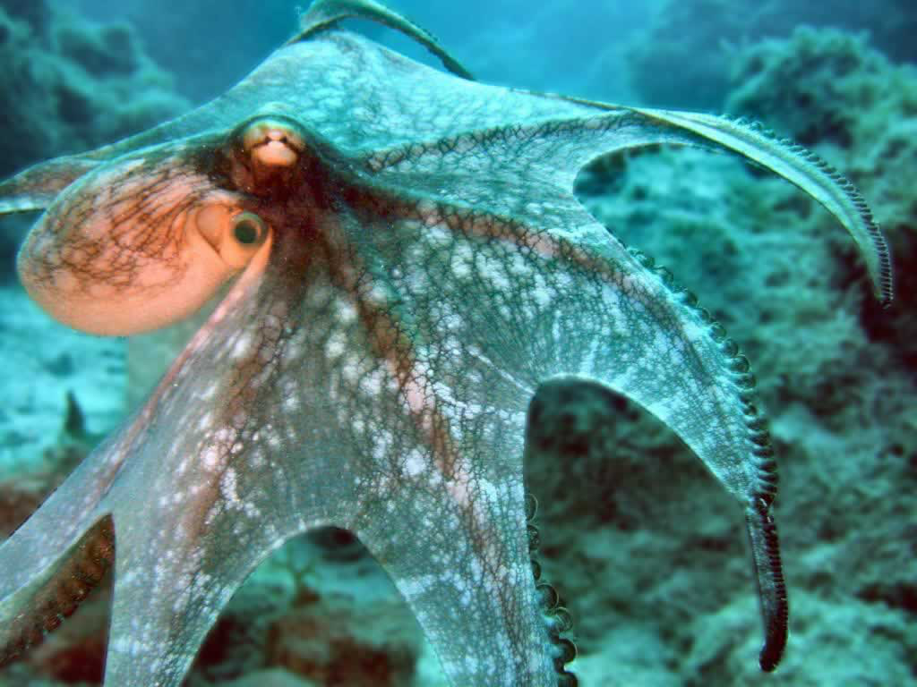 少儿创意美术《章鱼》,海底世界好神奇!