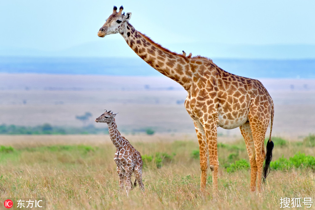 这就是母爱!肯尼亚长颈鹿妈妈低头亲吻新生宝宝