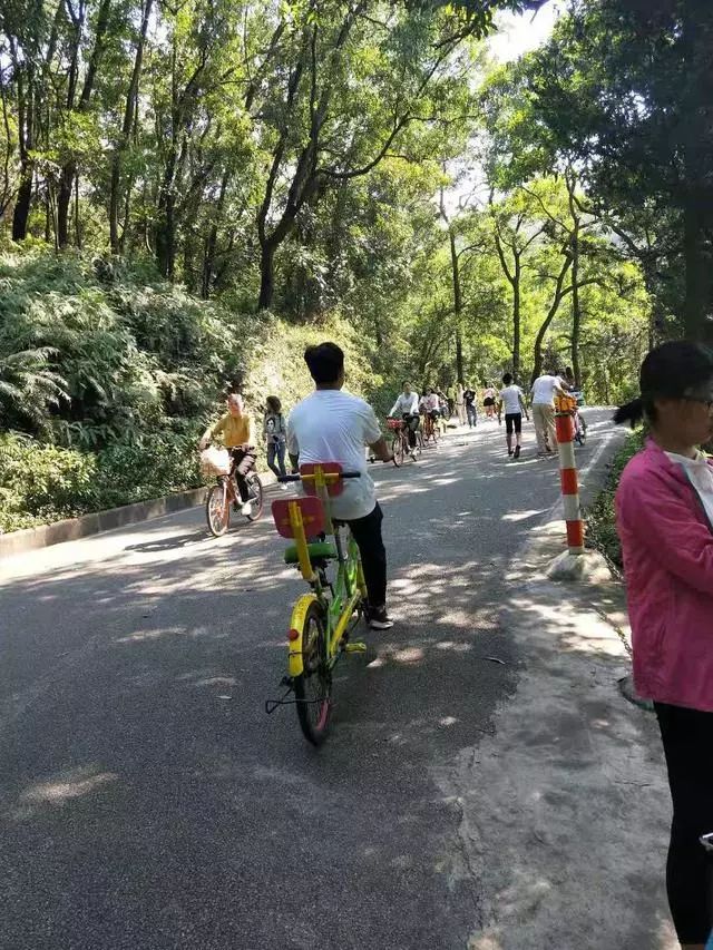 骑着自行车南北畅游大夫山,约需时两个小时,沿途高山流水,绿树成荫