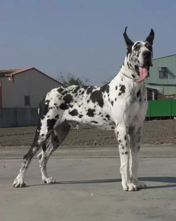 宠物界的十大巨型犬排行榜科瑞卡科普
