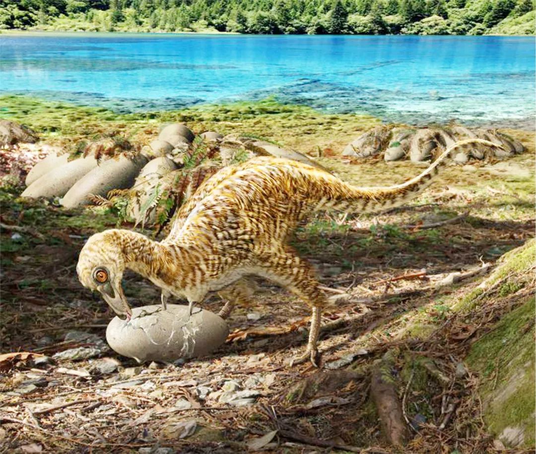 该属名意为,化石发现于秋扒乡,种名赠给对栾川恐龙化石调查,发掘和