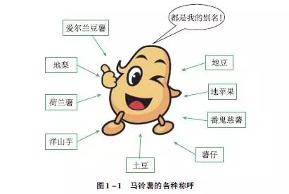 土豆解剖图图片