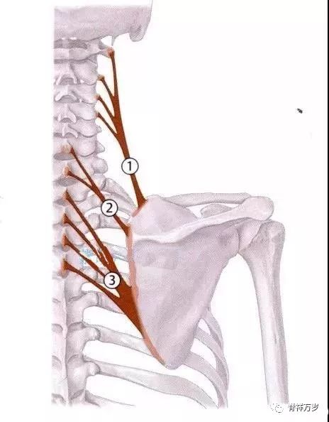 肩,頸 手法需要鬆懈的肌肉_頸部