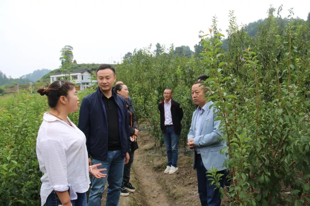 县委副书记何洋查看翁岩村精品水果育苗基地