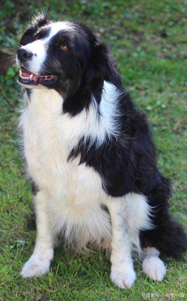 她们是柯利牧羊犬的分支,具强烈的牧羊本能,非常聪明,有着很高的智商