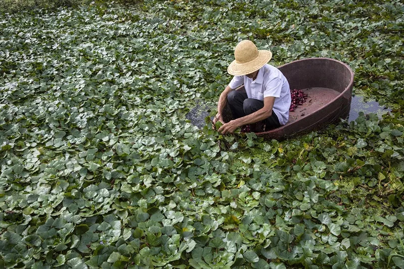 胜山揽水红菱为媒慈溪市第二届红菱节有奖知识竞答开始啦福利多多