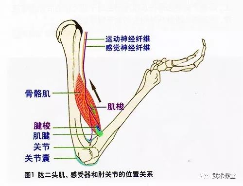 力保持沉肩坠肘的微小交替动作通过肩肘关节持续牵拉肩肌和大臂肌肌腱