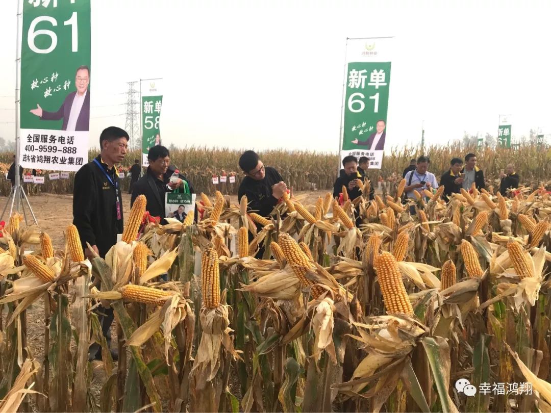 耐热抗病 果穗均匀,适合密植这里是吉林省鸿翔农业集团鸿翔种业有限