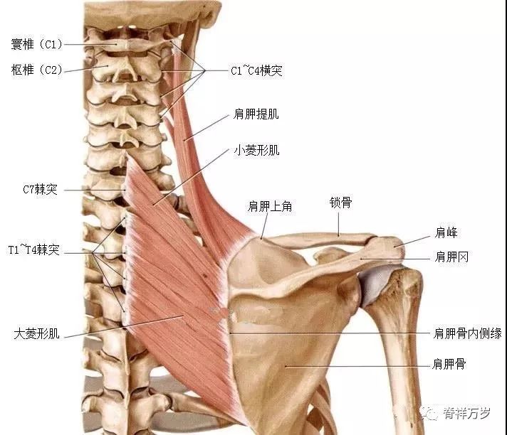 肩颈部位肌肉名称图片