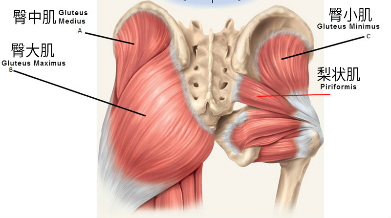 臀大肌疼痛点位置图图片