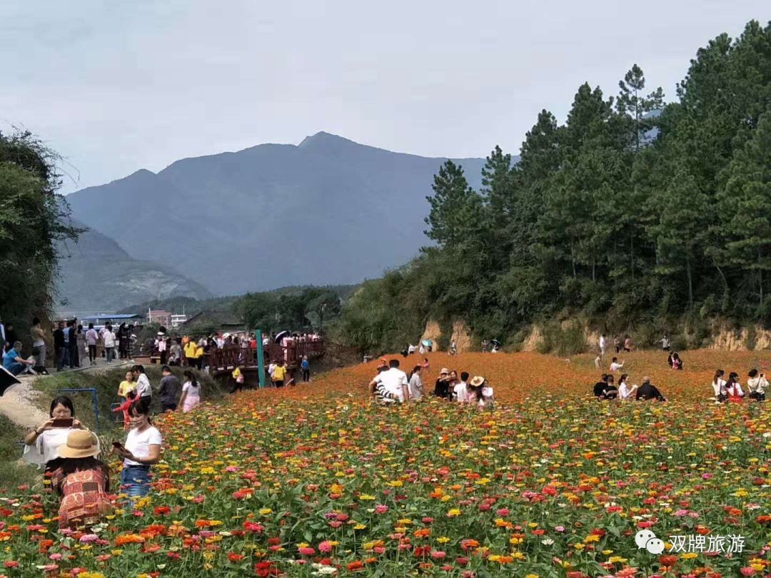 (秋日花海惹人醉—国际慢城花千谷景区游人如织)(乱花渐欲迷人眼