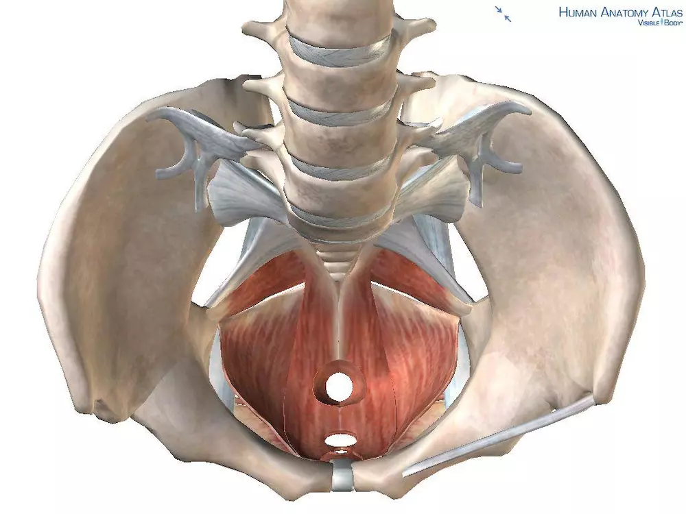盆底肌解剖图3d图片