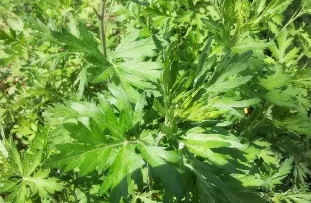 艾草的歷史與功效健康養生少不了