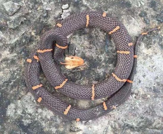 图片来源:网络后经鉴定发现该蛇为极危物种白头蝰蛇此种蛇类数量稀少