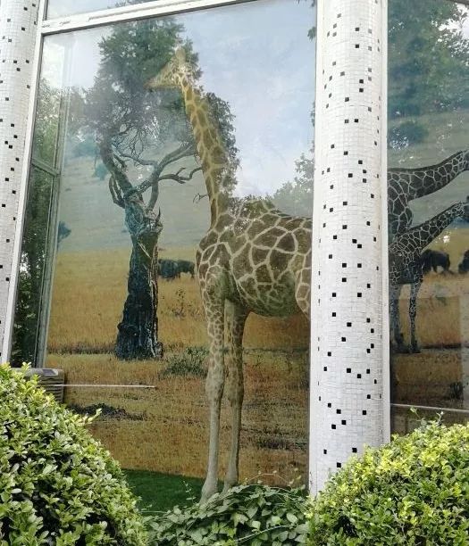 上海动物园在公园入口处建造了爱心亭, 内置长颈鹿海滨的标本,鬃 